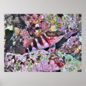 Nieuw-Zeelandse vis Poster (Voorkant)