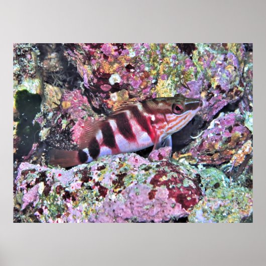 Nieuw-Zeelandse vis Poster (Voorkant)