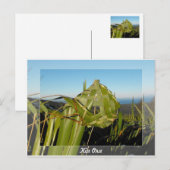 Nieuw-Zeelandse vlas Briefkaart (Voorkant / Achterkant)