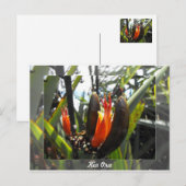 Nieuw-Zeelandse vlasbloesems Briefkaart (Voorkant / Achterkant)