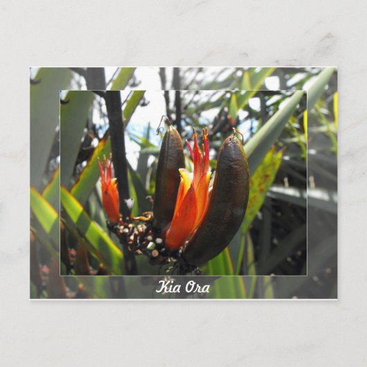 Nieuw-Zeelandse vlasbloesems Briefkaart (Voorkant)