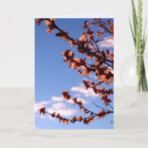Nieuwe Beginnen Lente Bloesem Kaart