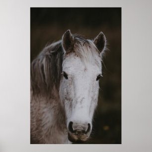NIEUWE BOSBOUWPONY POSTER