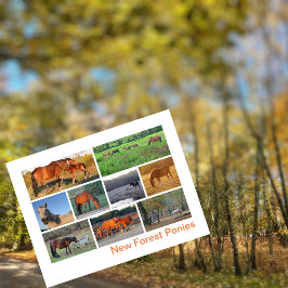 Nieuwe bosponies briefkaart
