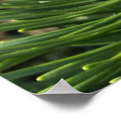 Nieuwe dennenknoppen poster (Hoek)