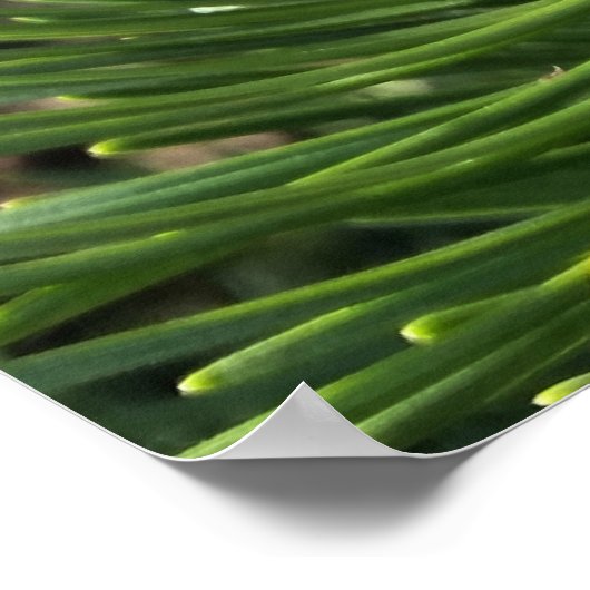 Nieuwe dennenknoppen poster (Hoek)