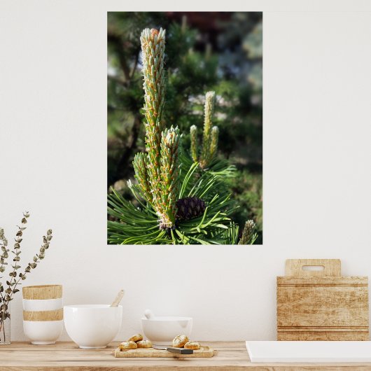 Nieuwe dennenknoppen poster (Keuken)