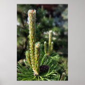 Nieuwe dennenknoppen poster (Voorkant)