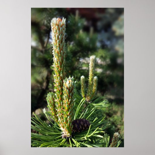 Nieuwe dennenknoppen poster (Voorkant)