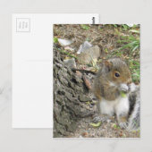 nieuwe engelse eekhoorn geniet van een lekkere sna briefkaart (Voorkant / Achterkant)