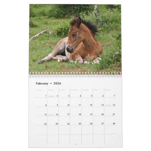 Nieuwe Forest Ponies Kalender (Feb 2026)