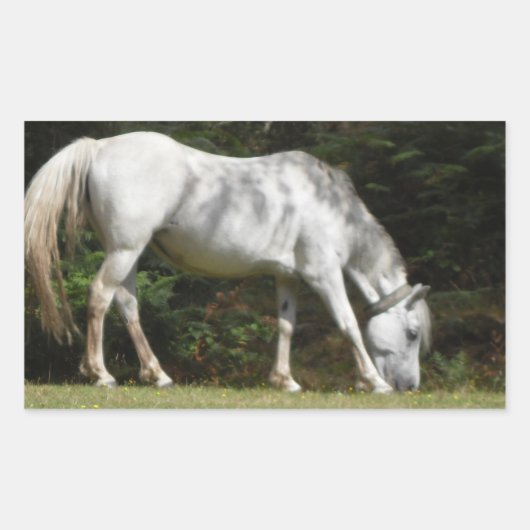Nieuwe grazing van pony rechthoekige sticker (Voorkant)
