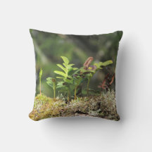 Nieuwe Groei Fern Moss Natuur Enthusiast Green Pla