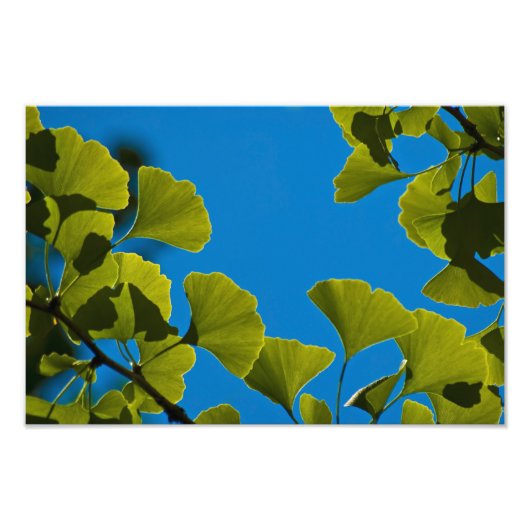 Nieuwe groei. foto afdruk (Voorkant)