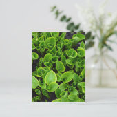 Nieuwe groene planten in de tuin briefkaart (Staand voorkant)