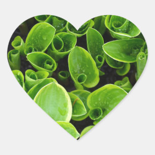 Nieuwe groene planten in de tuin hart sticker