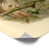 Nieuwe Groot-Brittannië Hawk Owl Bird Color Print (Hoek)