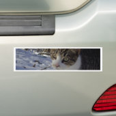 Nieuwe Kat Bumpersticker (Op auto)