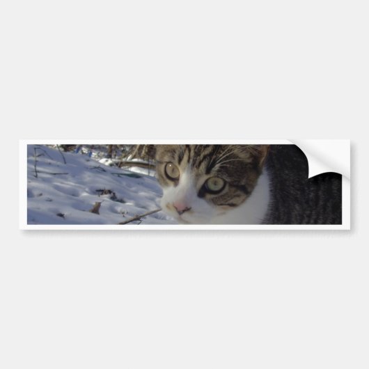 Nieuwe Kat Bumpersticker (Voorkant)