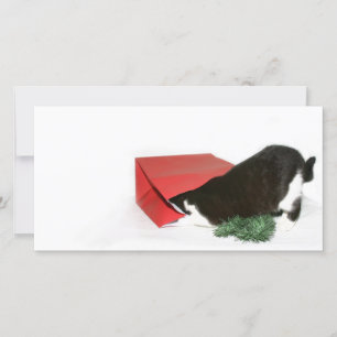 Nieuwe-Kerstkat Feestdagenkaart