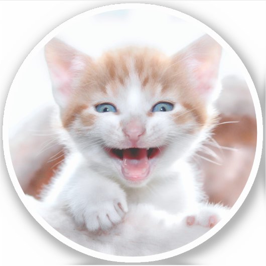 Nieuwe Kitten Circle Shape Foto Sticker (Voorkant)