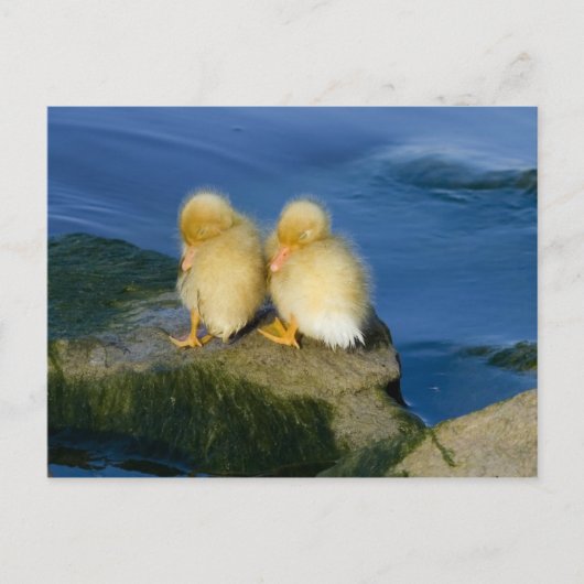 Nieuwe lening briefkaart (Voorkant)