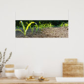 nieuwe maïs poster (Keuken)