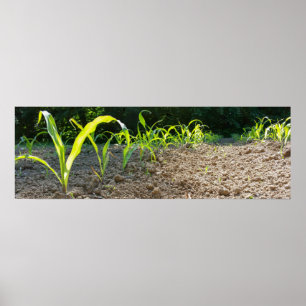 nieuwe maïs poster