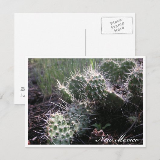 Nieuwe Mexicaanse Cactus Briefkaart (Voorkant / Achterkant)