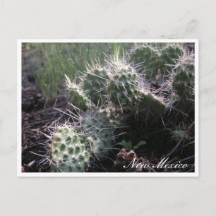 Nieuwe Mexicaanse Cactus Briefkaart