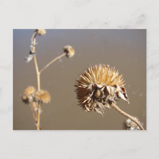 Nieuwe Mexico Winter Blooms Briefkaart (Voorkant)