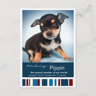 Nieuwe Pet Male Blue Stripes for Boy aankondiging