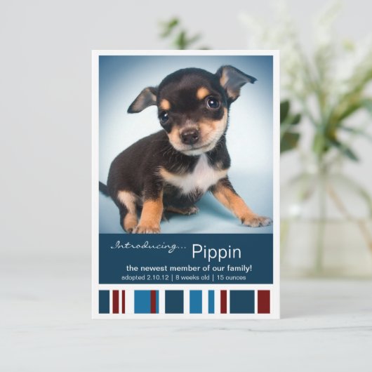 Nieuwe Pet Male Blue Stripes for Boy aankondiging (Staand voorkant)