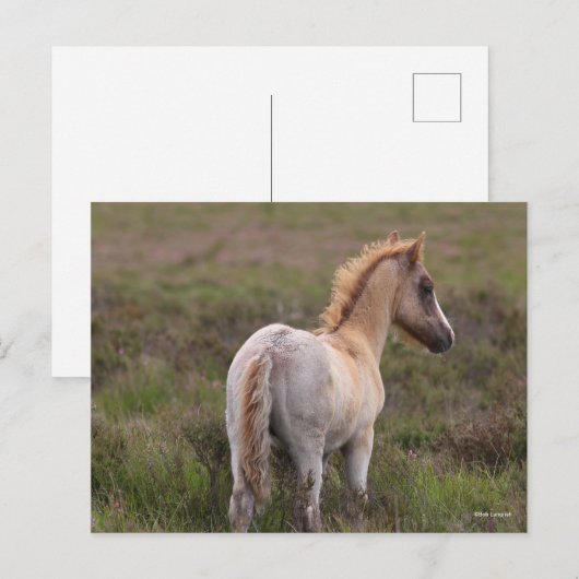 Nieuwe Pony op de bosgrond Briefkaart (Voorkant / Achterkant)