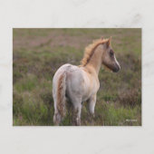 Nieuwe Pony op de bosgrond Briefkaart (Voorkant)