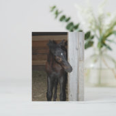 Nieuwe Pony/paard Briefkaart (Staand voorkant)