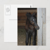 Nieuwe Pony/paard Briefkaart (Voorkant / Achterkant)