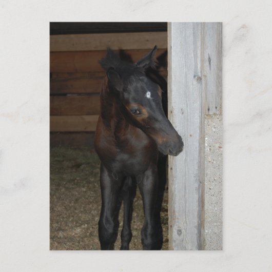 Nieuwe Pony/paard Briefkaart (Voorkant)
