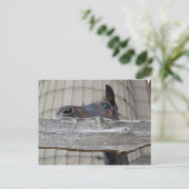 Nieuwe Pony/paard Briefkaart (Staand voorkant)