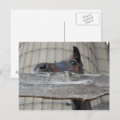 Nieuwe Pony/paard Briefkaart (Voorkant / Achterkant)