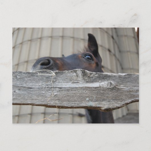Nieuwe Pony/paard Briefkaart (Voorkant)