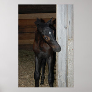 Nieuwe Pony/paard Poster