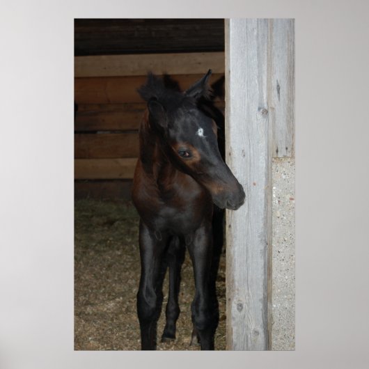 Nieuwe Pony/paard Poster (Voorkant)