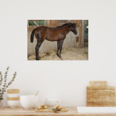 Nieuwe Pony/paard Poster (Keuken)