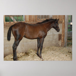 Nieuwe Pony/paard Poster