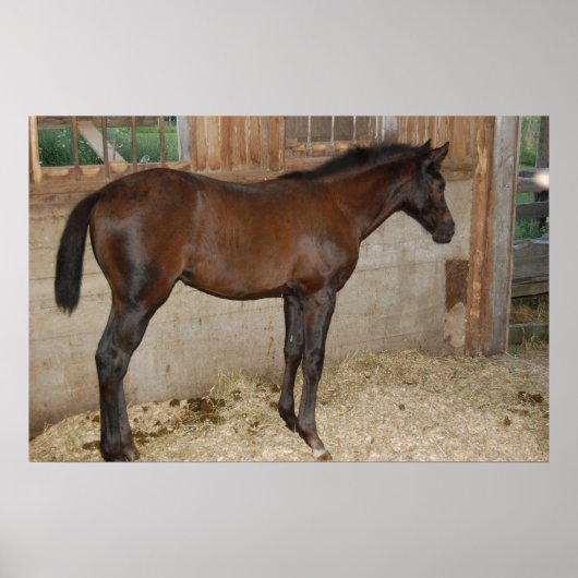 Nieuwe Pony/paard Poster (Voorkant)