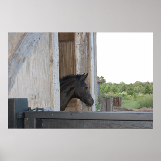 Nieuwe Pony/paard Poster (Voorkant)