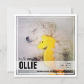 Nieuwe Puppy-toepassing | Aankondiging van pet (Voorkant)