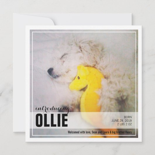 Nieuwe Puppy-toepassing | Aankondiging van pet (Voorkant)