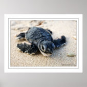 Nieuwe schildpad poster (Voorkant)